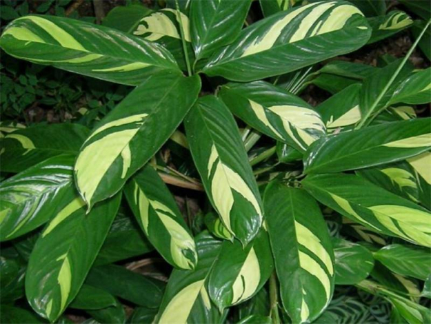 Ктенанта (Ctenanthe): огляд кімнатної рослини, посадка, розмноження, догляд, фото, правила поливу