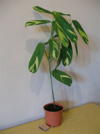 Ктенанта (Ctenanthe): огляд кімнатної рослини, посадка, розмноження, догляд, фото, правила поливу