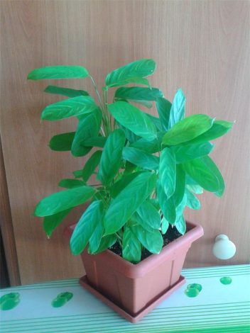 Ктенанта (Ctenanthe): огляд кімнатної рослини, посадка, розмноження, догляд, фото, правила поливу