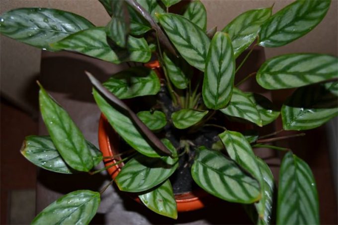 Ктенанта (Ctenanthe): огляд кімнатної рослини, посадка, розмноження, догляд, фото, правила поливу