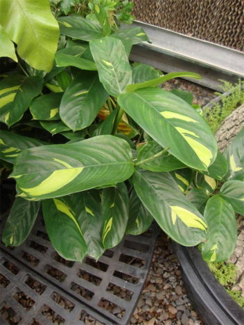 Ктенанта (Ctenanthe): огляд кімнатної рослини, посадка, розмноження, догляд, фото, правила поливу