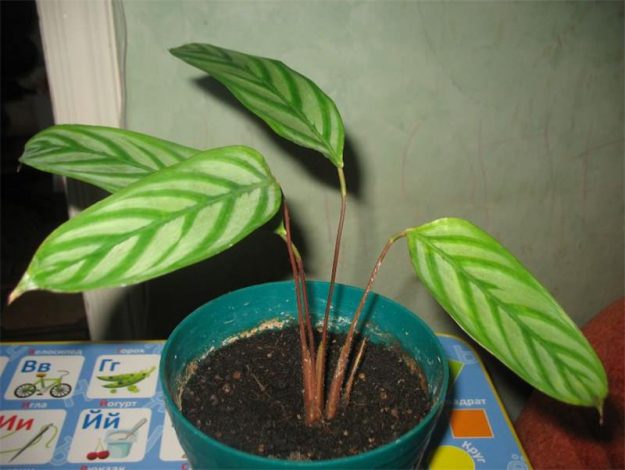 Ктенанта (Ctenanthe): огляд кімнатної рослини, посадка, розмноження, догляд, фото, правила поливу