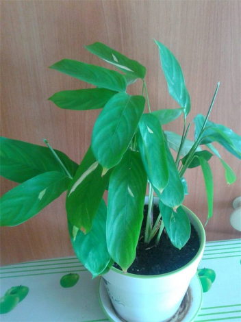 Ктенанта (Ctenanthe): огляд кімнатної рослини, посадка, розмноження, догляд, фото, правила поливу