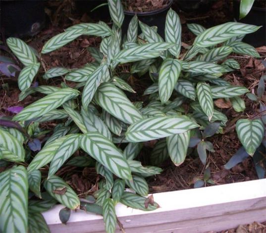 Ктенанта (Ctenanthe): огляд кімнатної рослини, посадка, розмноження, догляд, фото, правила поливу