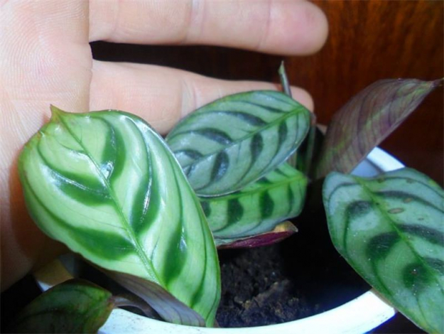 Ктенанта (Ctenanthe): огляд кімнатної рослини, посадка, розмноження, догляд, фото, правила поливу