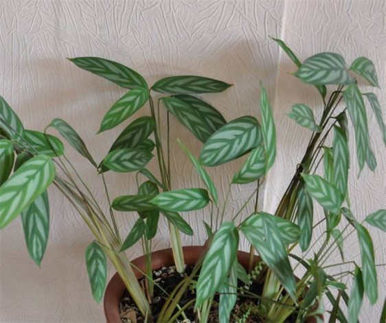 Ктенанта (Ctenanthe): огляд кімнатної рослини, посадка, розмноження, догляд, фото, правила поливу