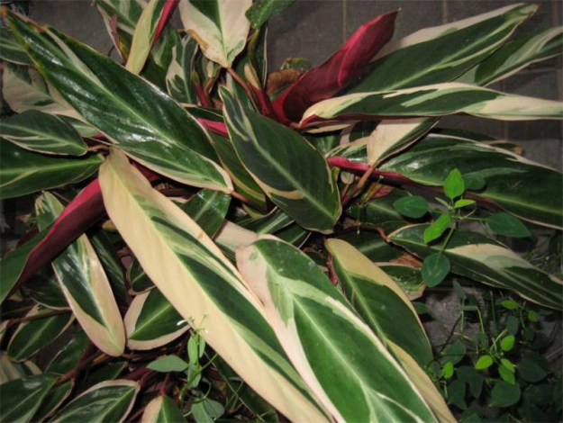 Ктенанта (Ctenanthe): огляд кімнатної рослини, посадка, розмноження, догляд, фото, правила поливу