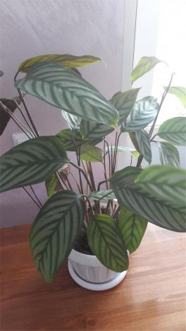 Ктенанта (Ctenanthe): огляд кімнатної рослини, посадка, розмноження, догляд, фото, правила поливу
