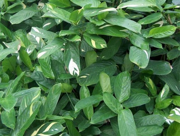 Ктенанта (Ctenanthe): огляд кімнатної рослини, посадка, розмноження, догляд, фото, правила поливу