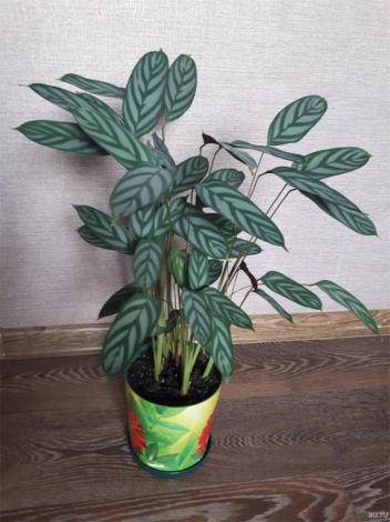 Ктенанта (Ctenanthe): огляд кімнатної рослини, посадка, розмноження, догляд, фото, правила поливу