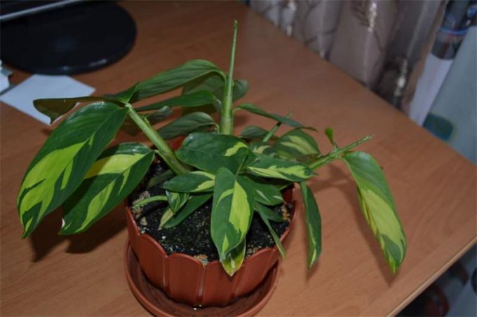 Ктенанта (Ctenanthe): огляд кімнатної рослини, посадка, розмноження, догляд, фото, правила поливу