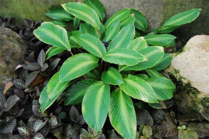 Ктенанта (Ctenanthe): огляд кімнатної рослини, посадка, розмноження, догляд, фото, правила поливу