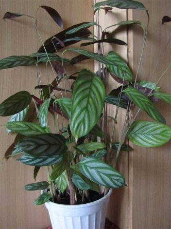 Ктенанта (Ctenanthe): огляд кімнатної рослини, посадка, розмноження, догляд, фото, правила поливу