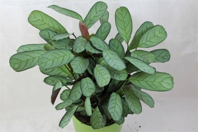 Ктенанта (Ctenanthe): огляд кімнатної рослини, посадка, розмноження, догляд, фото, правила поливу