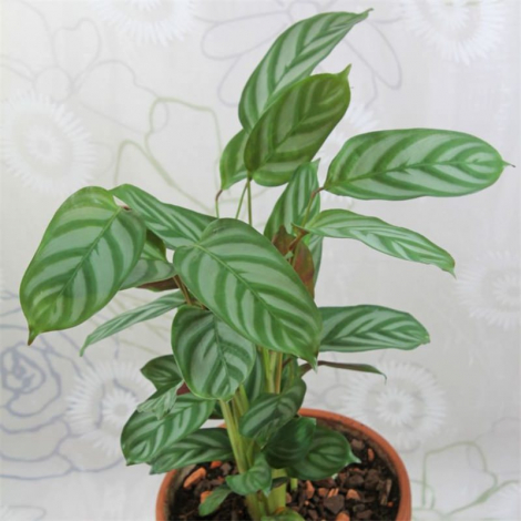 Ктенанта (Ctenanthe): огляд кімнатної рослини, посадка, розмноження, догляд, фото, правила поливу