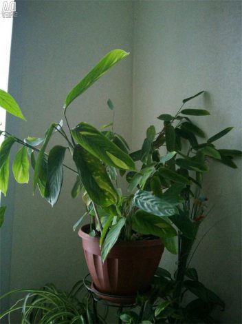 Ктенанта (Ctenanthe): огляд кімнатної рослини, посадка, розмноження, догляд, фото, правила поливу