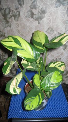 Ктенанта (Ctenanthe): огляд кімнатної рослини, посадка, розмноження, догляд, фото, правила поливу