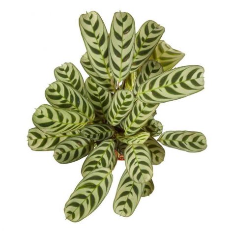Ктенанта (Ctenanthe): огляд кімнатної рослини, посадка, розмноження, догляд, фото, правила поливу