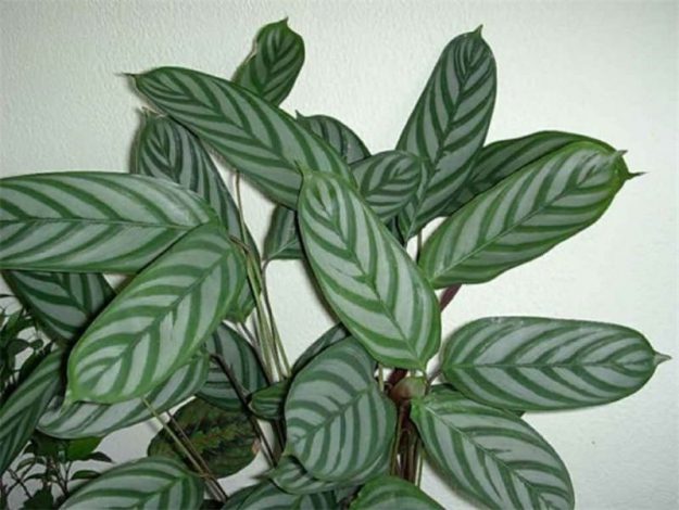 Ктенанта (Ctenanthe): огляд кімнатної рослини, посадка, розмноження, догляд, фото, правила поливу