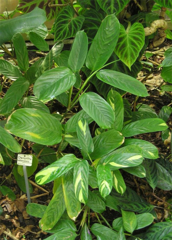 Ктенанта (Ctenanthe): огляд кімнатної рослини, посадка, розмноження, догляд, фото, правила поливу