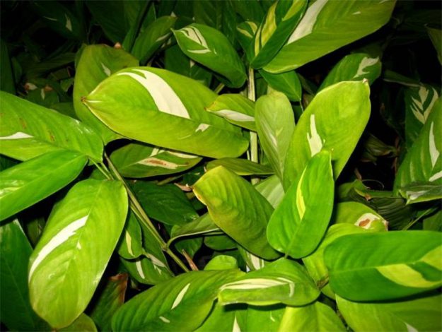 Ктенанта (Ctenanthe): огляд кімнатної рослини, посадка, розмноження, догляд, фото, правила поливу