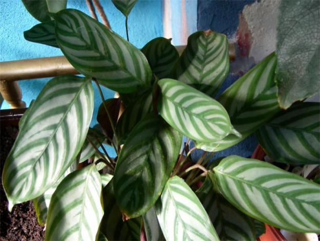 Ктенанта (Ctenanthe): огляд кімнатної рослини, посадка, розмноження, догляд, фото, правила поливу