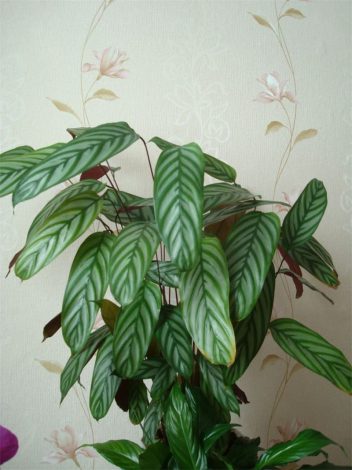 Ктенанта (Ctenanthe): огляд кімнатної рослини, посадка, розмноження, догляд, фото, правила поливу