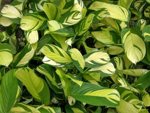 Ктенанта (Ctenanthe): огляд кімнатної рослини, посадка, розмноження, догляд, фото, правила поливу