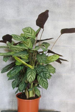 Ктенанта (Ctenanthe): огляд кімнатної рослини, посадка, розмноження, догляд, фото, правила поливу