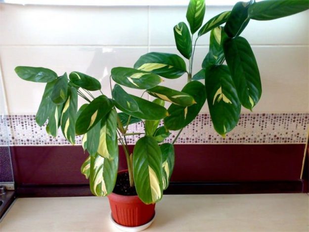 Ктенанта (Ctenanthe): огляд кімнатної рослини, посадка, розмноження, догляд, фото, правила поливу