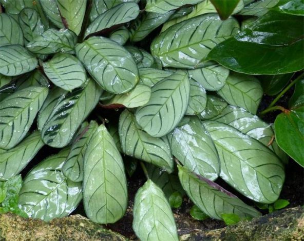 Ктенанта (Ctenanthe): огляд кімнатної рослини, посадка, розмноження, догляд, фото, правила поливу