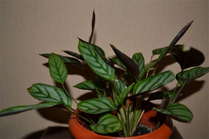 Ктенанта (Ctenanthe): огляд кімнатної рослини, посадка, розмноження, догляд, фото, правила поливу