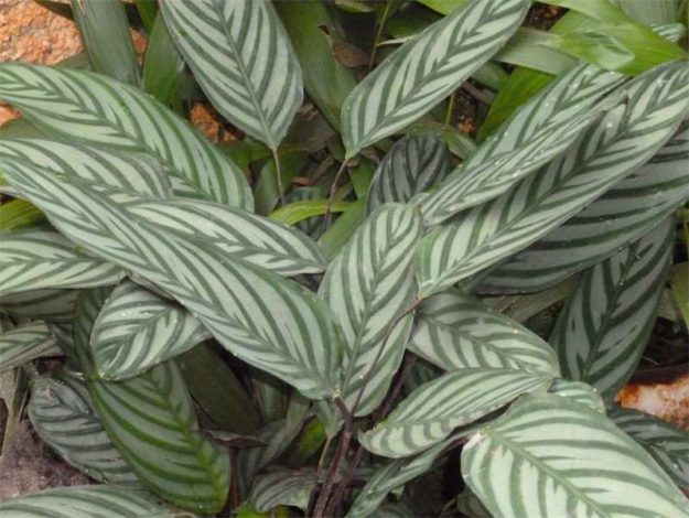 Ктенанта (Ctenanthe): огляд кімнатної рослини, посадка, розмноження, догляд, фото, правила поливу