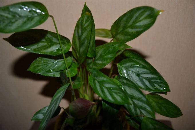 Ктенанта (Ctenanthe): огляд кімнатної рослини, посадка, розмноження, догляд, фото, правила поливу