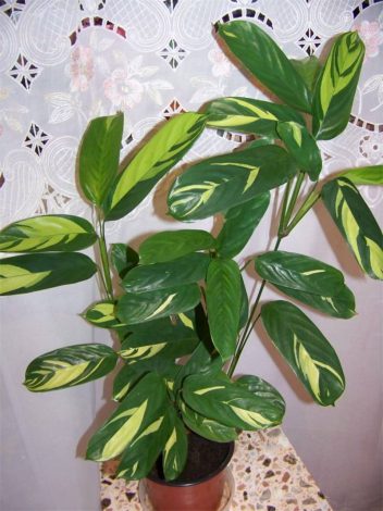 Ктенанта (Ctenanthe): огляд кімнатної рослини, посадка, розмноження, догляд, фото, правила поливу