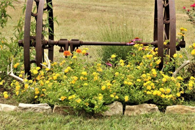 Лантана (160 фото): інструкція, як доглядати квітку в домашніх умовах