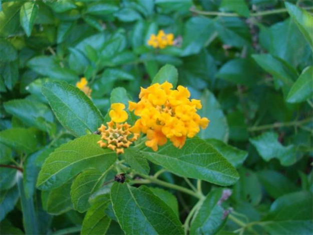 Лантана (160 фото): інструкція, як доглядати квітку в домашніх умовах