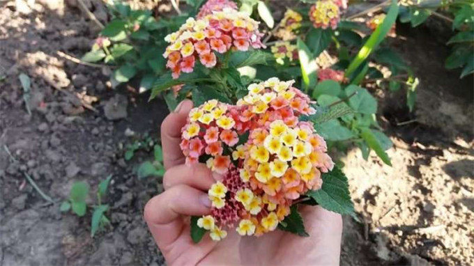 Лантана (160 фото): інструкція, як доглядати квітку в домашніх умовах