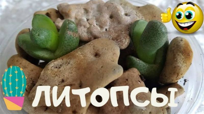 Літопс (Живі камені): догляд у домашніх умовах, вирощування, пересадка, цвітіння, фото, полив