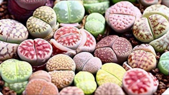 Літопс (Живі камені): догляд у домашніх умовах, вирощування, пересадка, цвітіння, фото, полив