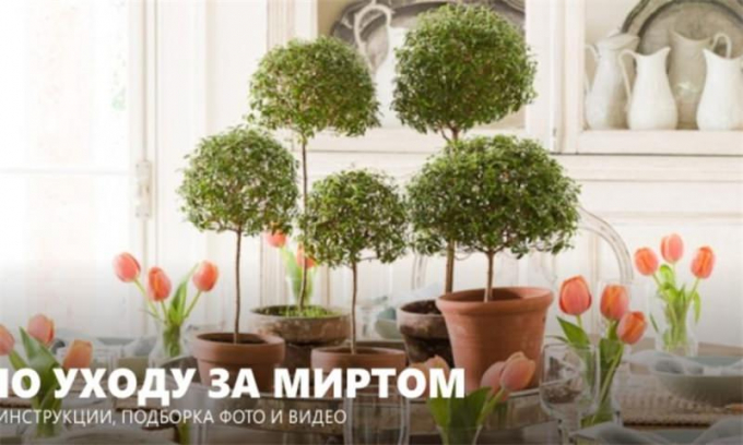 Мирт (миртове дерево): догляд у домашніх умовах, фото рослини, пересадка в горщик