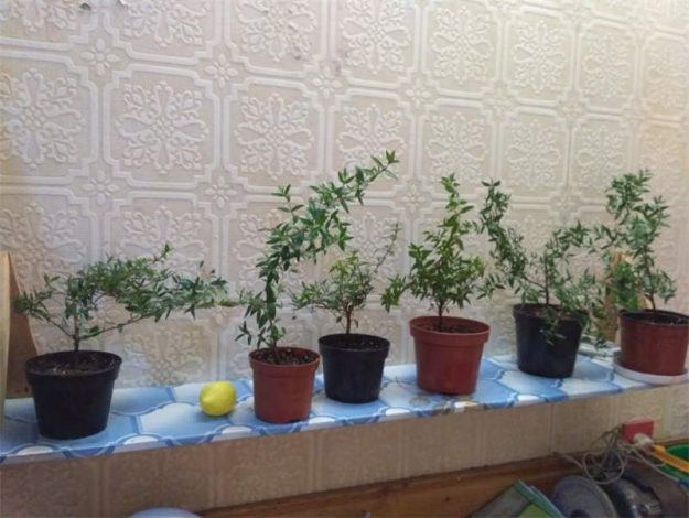 Мирт (миртове дерево): догляд у домашніх умовах, фото рослини, пересадка в горщик