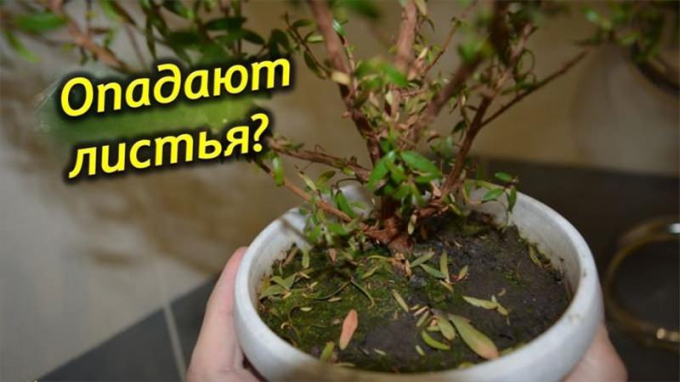 Мирт (миртове дерево): догляд у домашніх умовах, фото рослини, пересадка в горщик