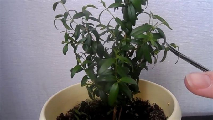 Мирт (миртове дерево): догляд у домашніх умовах, фото рослини, пересадка в горщик