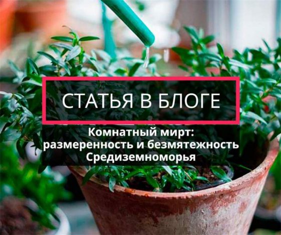 Мирт (миртове дерево): догляд у домашніх умовах, фото рослини, пересадка в горщик