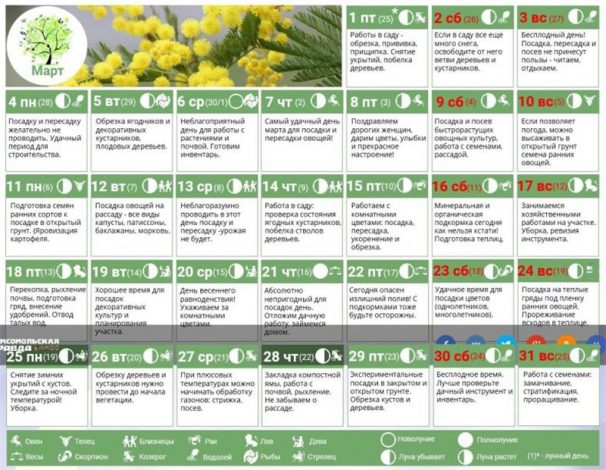 Місячний календар для кімнатних квітів по місяцях на 2022 рік – сприятливі дні