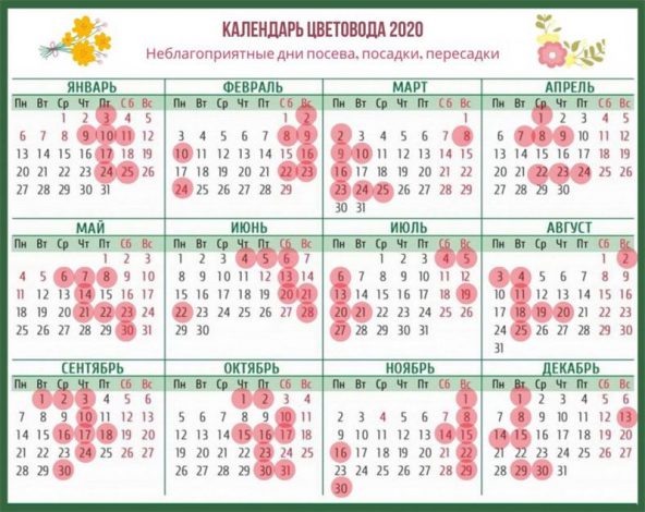 Місячний календар для кімнатних квітів по місяцях на 2022 рік – сприятливі дні