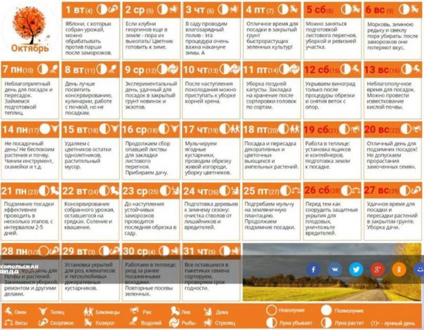 Місячний календар для кімнатних квітів по місяцях на 2022 рік – сприятливі дні