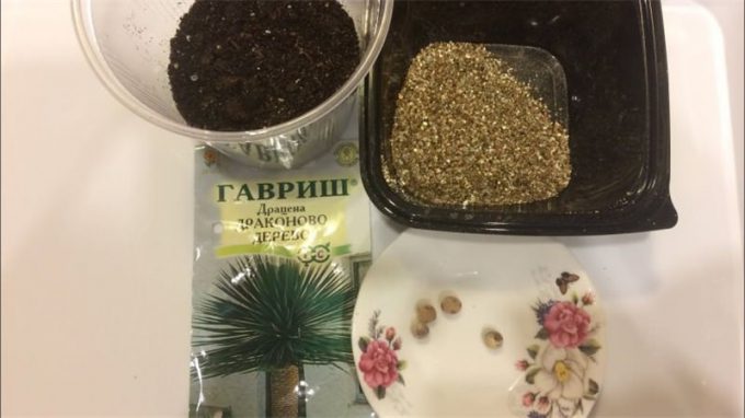 Насіння кімнатних квітів: як вибрати, де купити, посадка та догляд у домашніх умовах