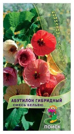 Насіння кімнатних квітів: як вибрати, де купити, посадка та догляд у домашніх умовах
